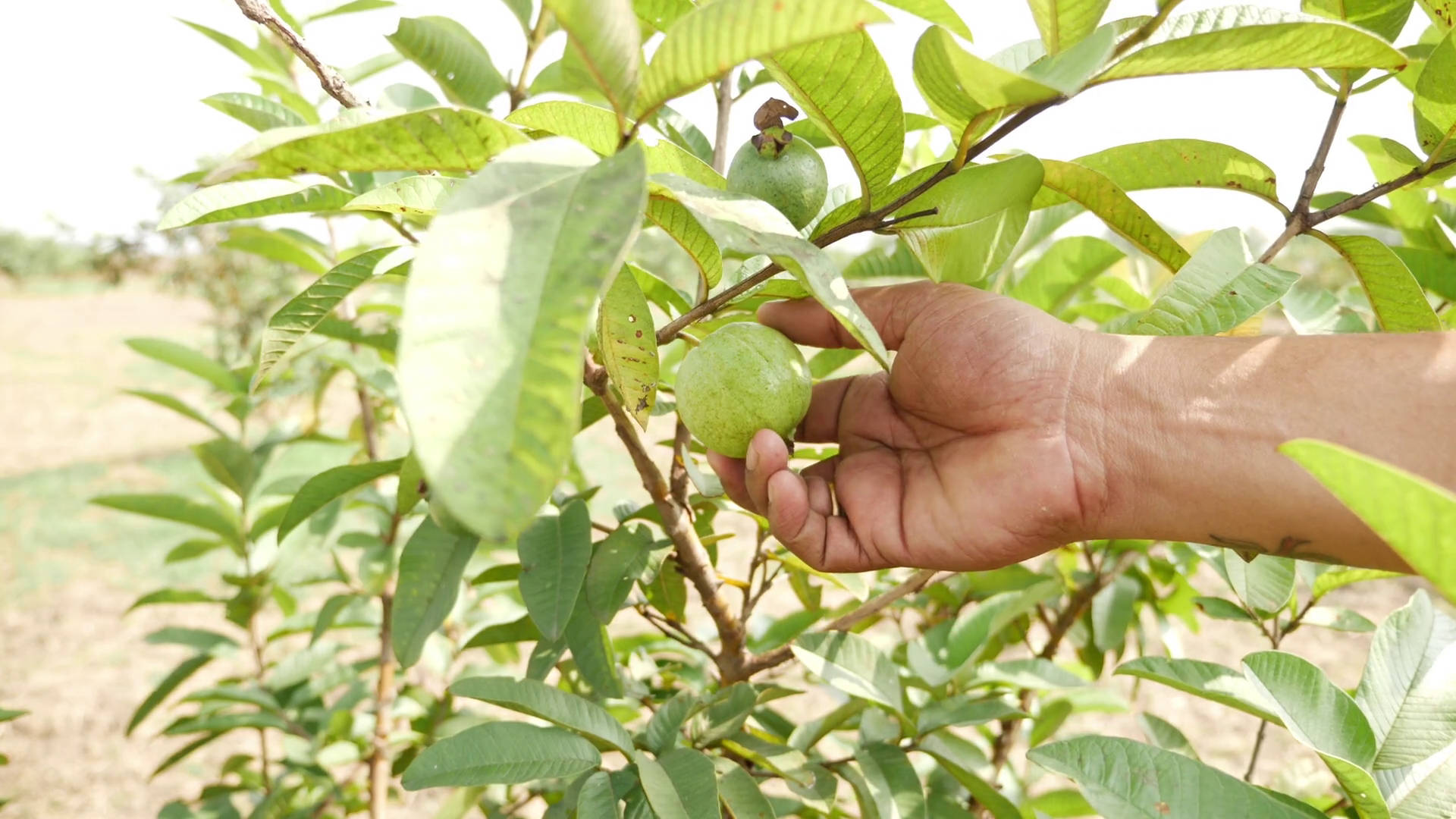 Guava Baggrunde
