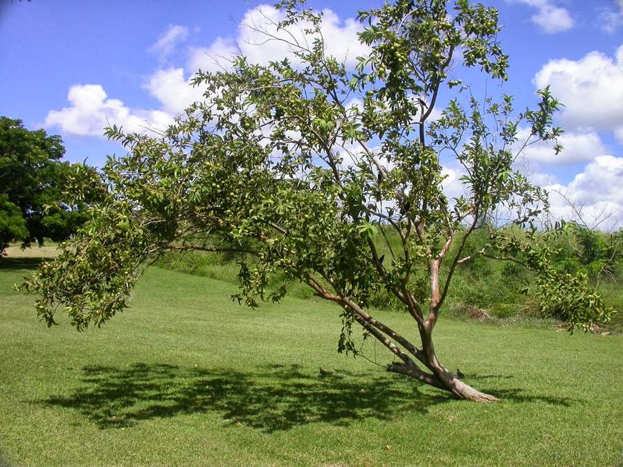 Un solo árbol inclinado proyectando sombra sobre la hierba bajo un cielo soleado con nubes. — Guayaba Fondos de pantalla