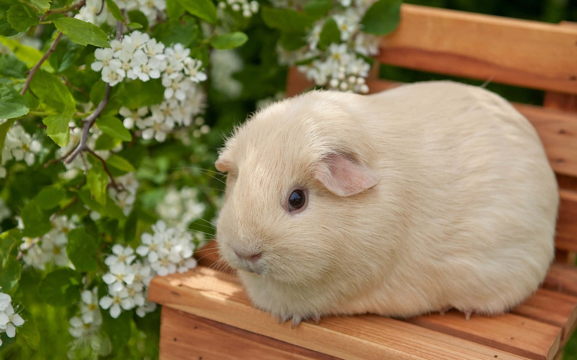Guinea Pig Pictures Wallpaper
