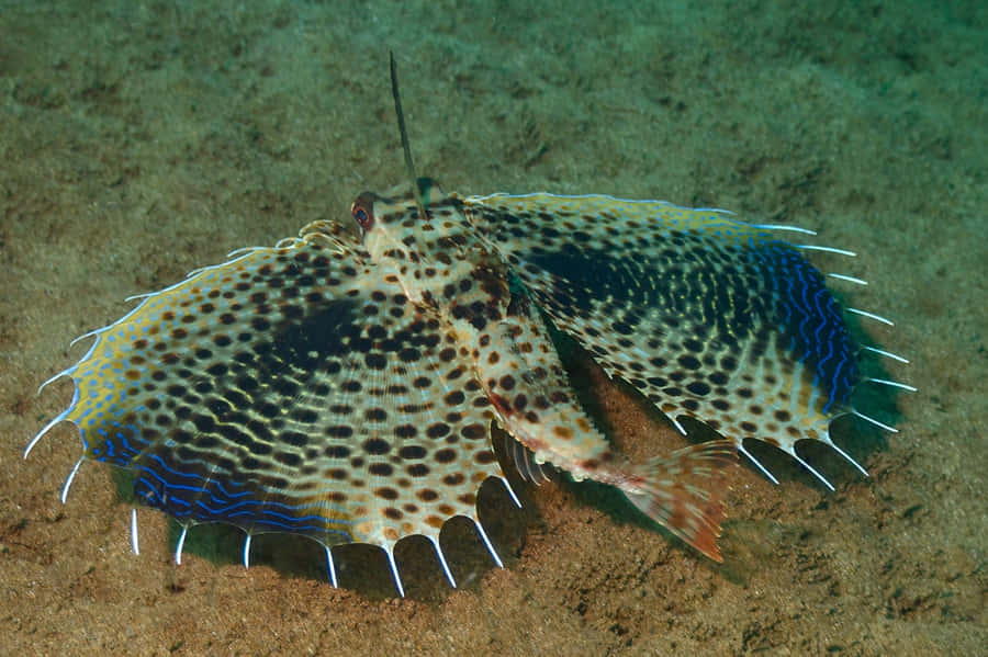 Gurnard Volant Fond d'écran