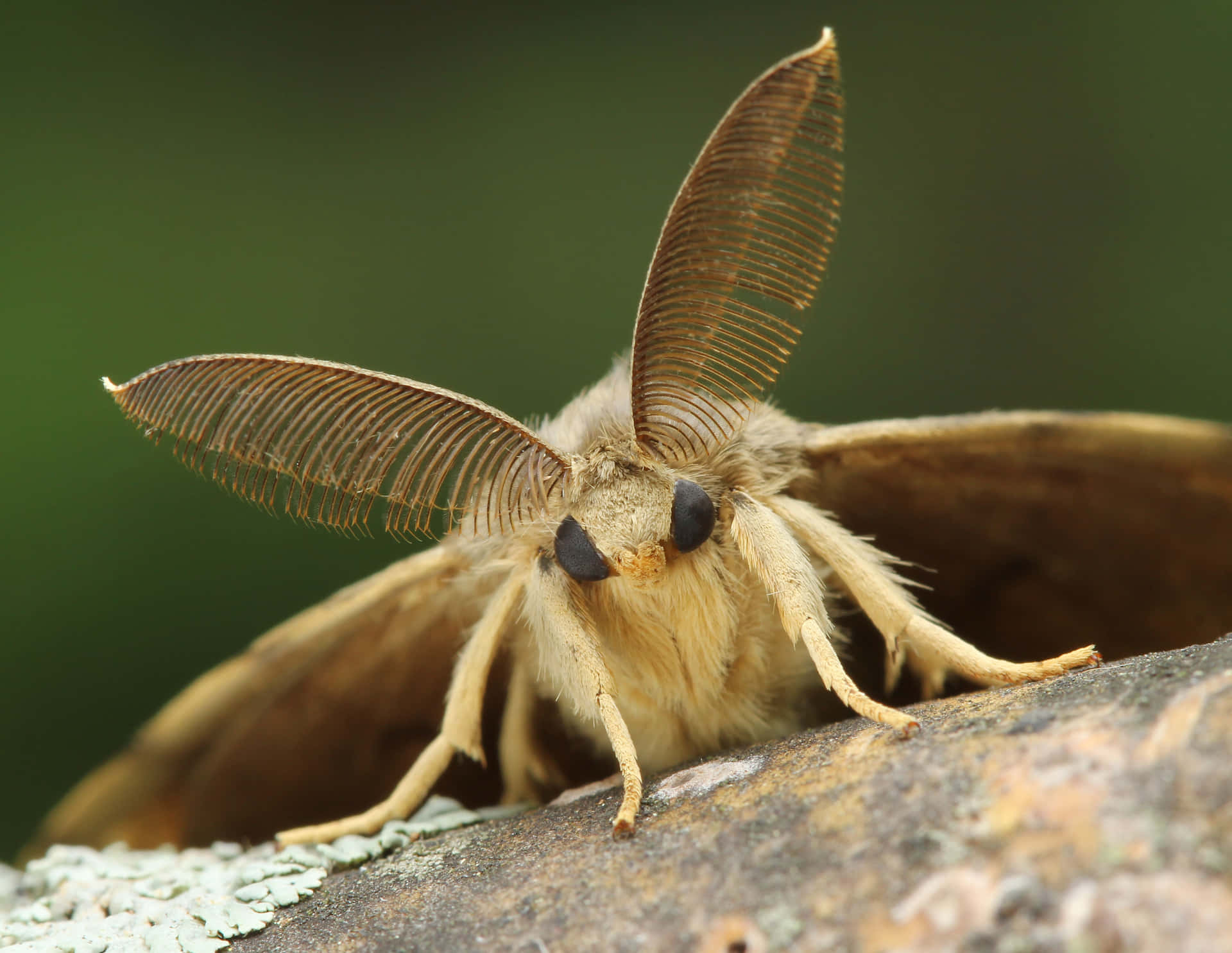 Gypsy Moth Achtergrond