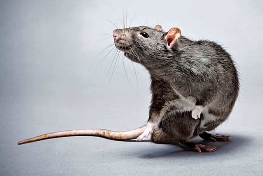 Hässliche Rattenbilder