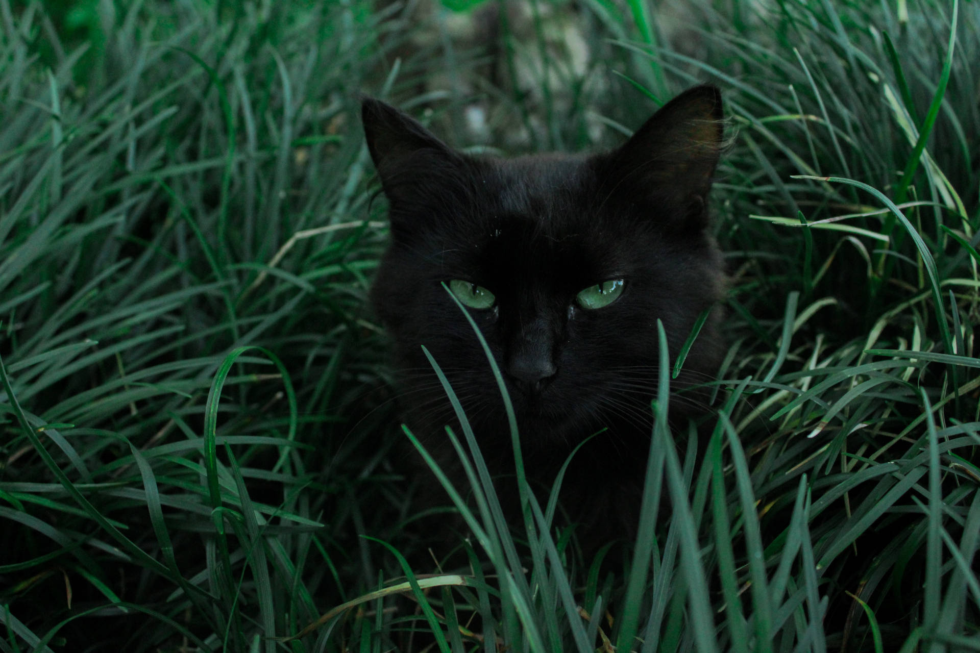 Halloween-billeder Fra Black Cat
