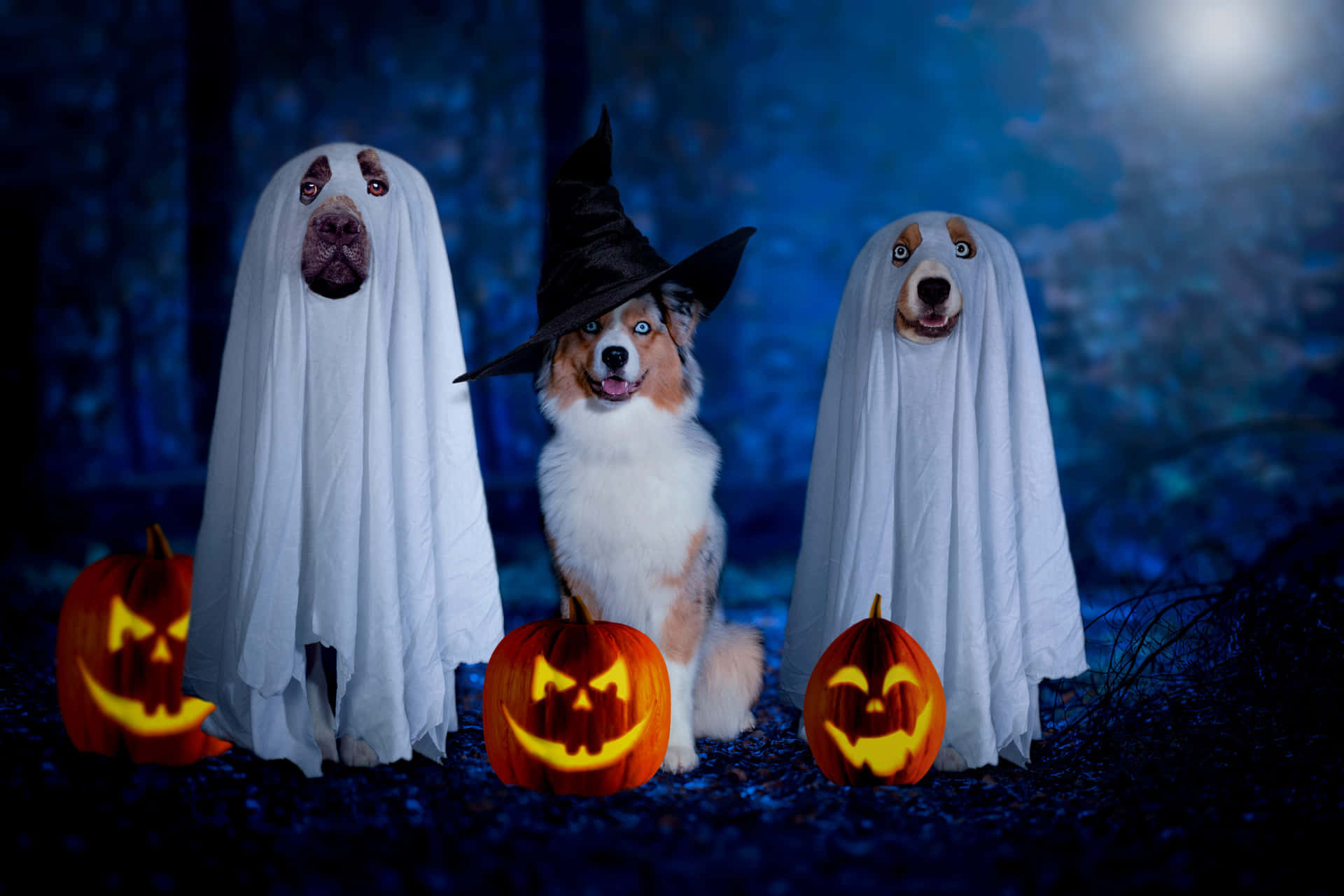 Halloween Dog Wallpaper