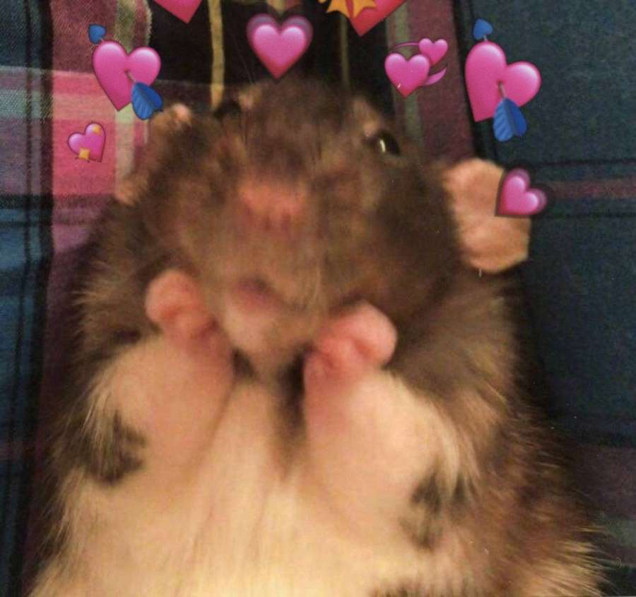 A cute rat with pink heart emojis floating around its head on a plaid blanket. — Hamster Meme Background