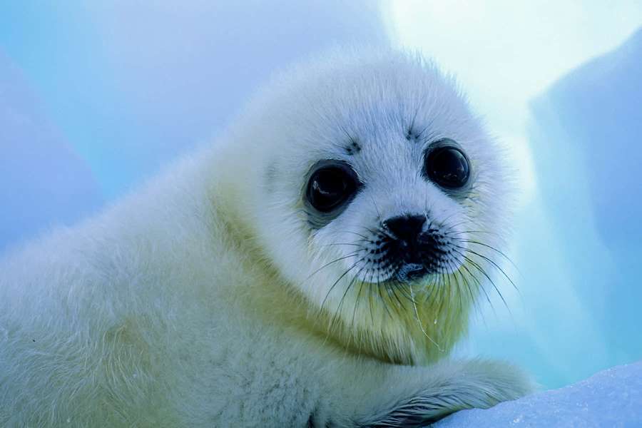 A young white seal pup with dark eyes on snowy ice. — Harp Seal Wallpaper