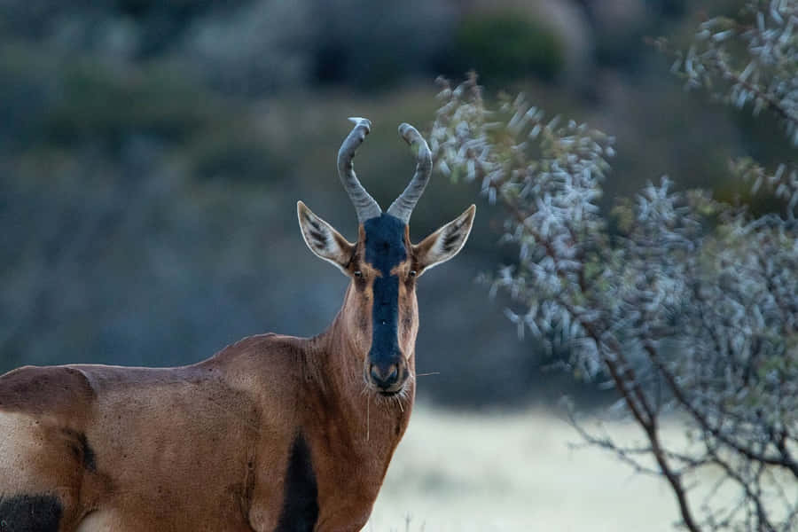 Hartebeest Bakgrunnsbildet