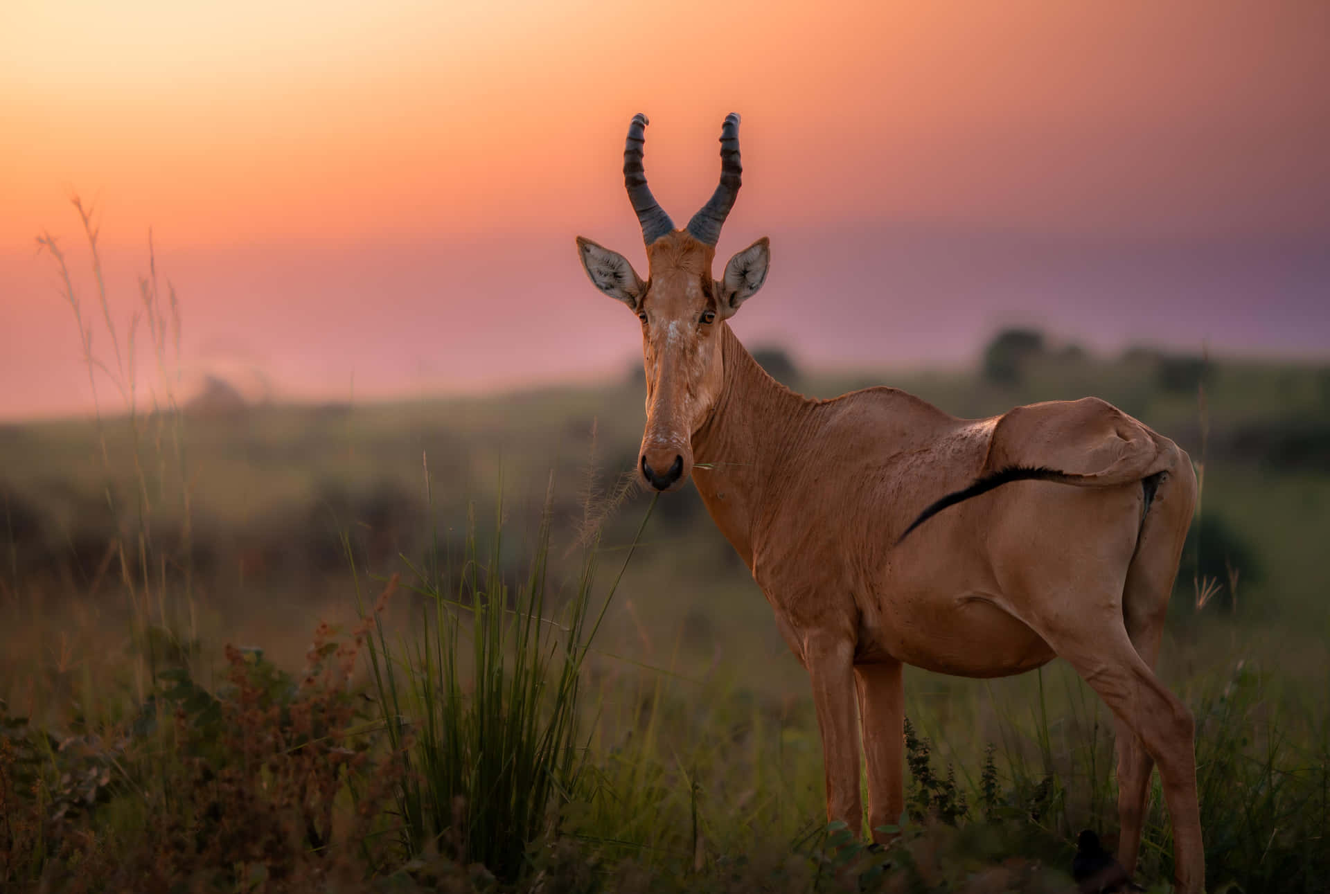 Hartebeest Wallpaper