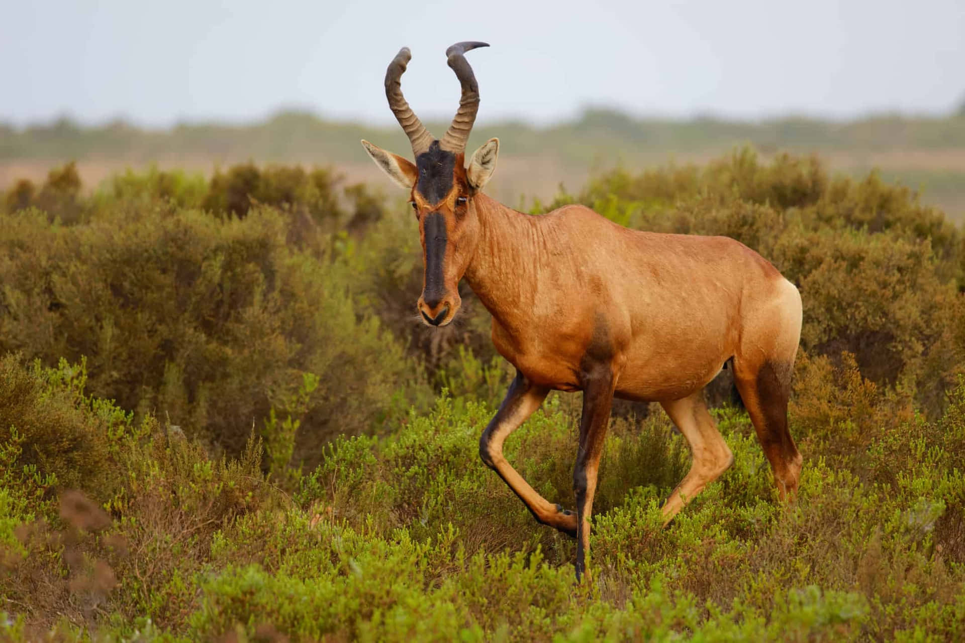 Hartebeest Achtergrond