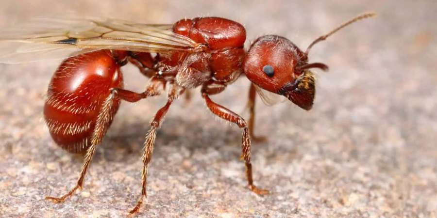 Eine Nahaufnahme einer roten geflügelten Ameise auf einer Steinoberfläche. — Harvester Ant Wallpaper