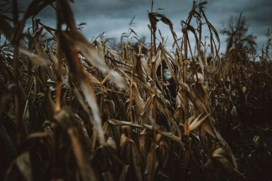 Person in mask hiding among tall dried corn stalks at dusk. — Haunted Corn Mazes Wallpaper