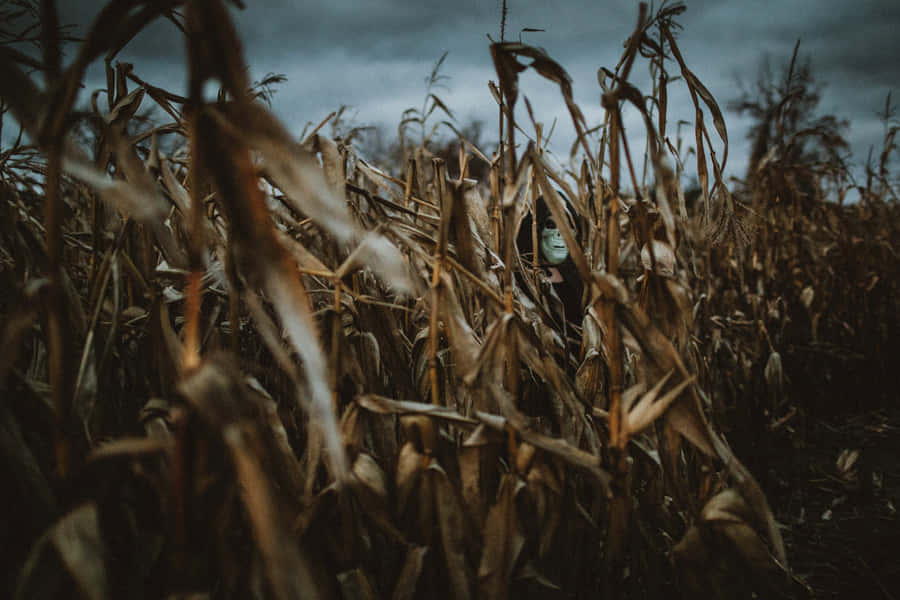 Haunted Corn Mazes Wallpaper