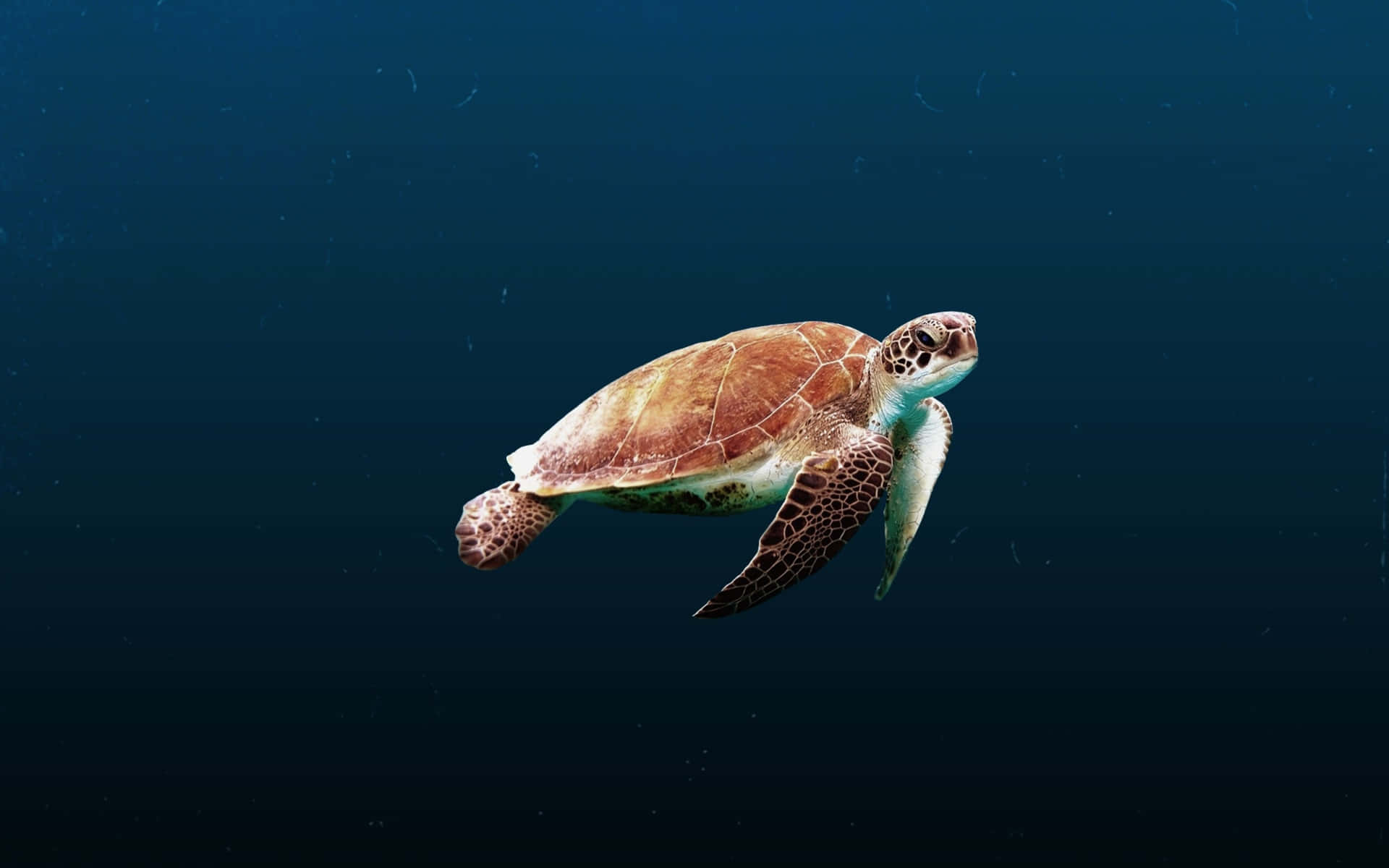 Havssköldpadda Bakgrund