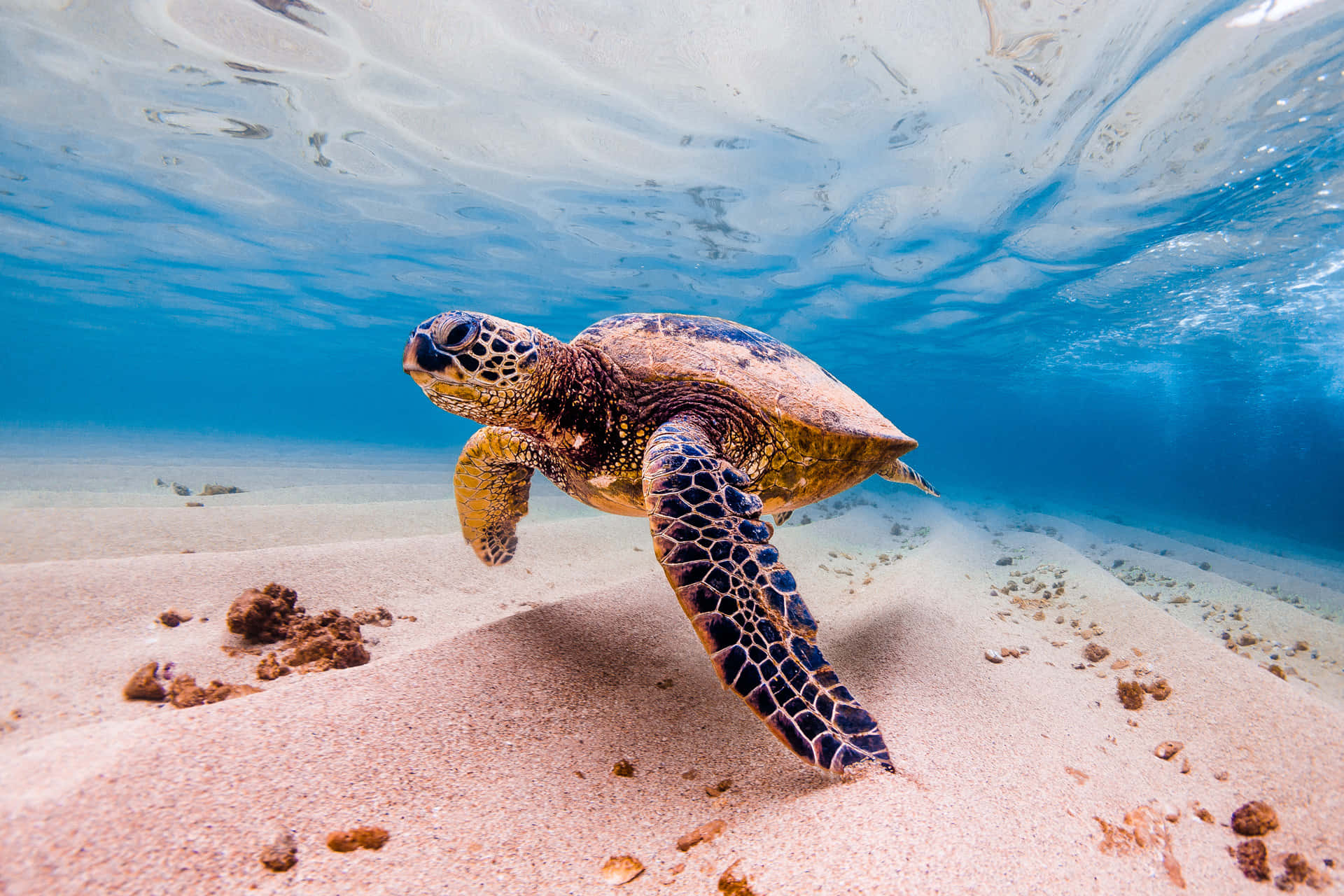 Havssköldpadda Bilder