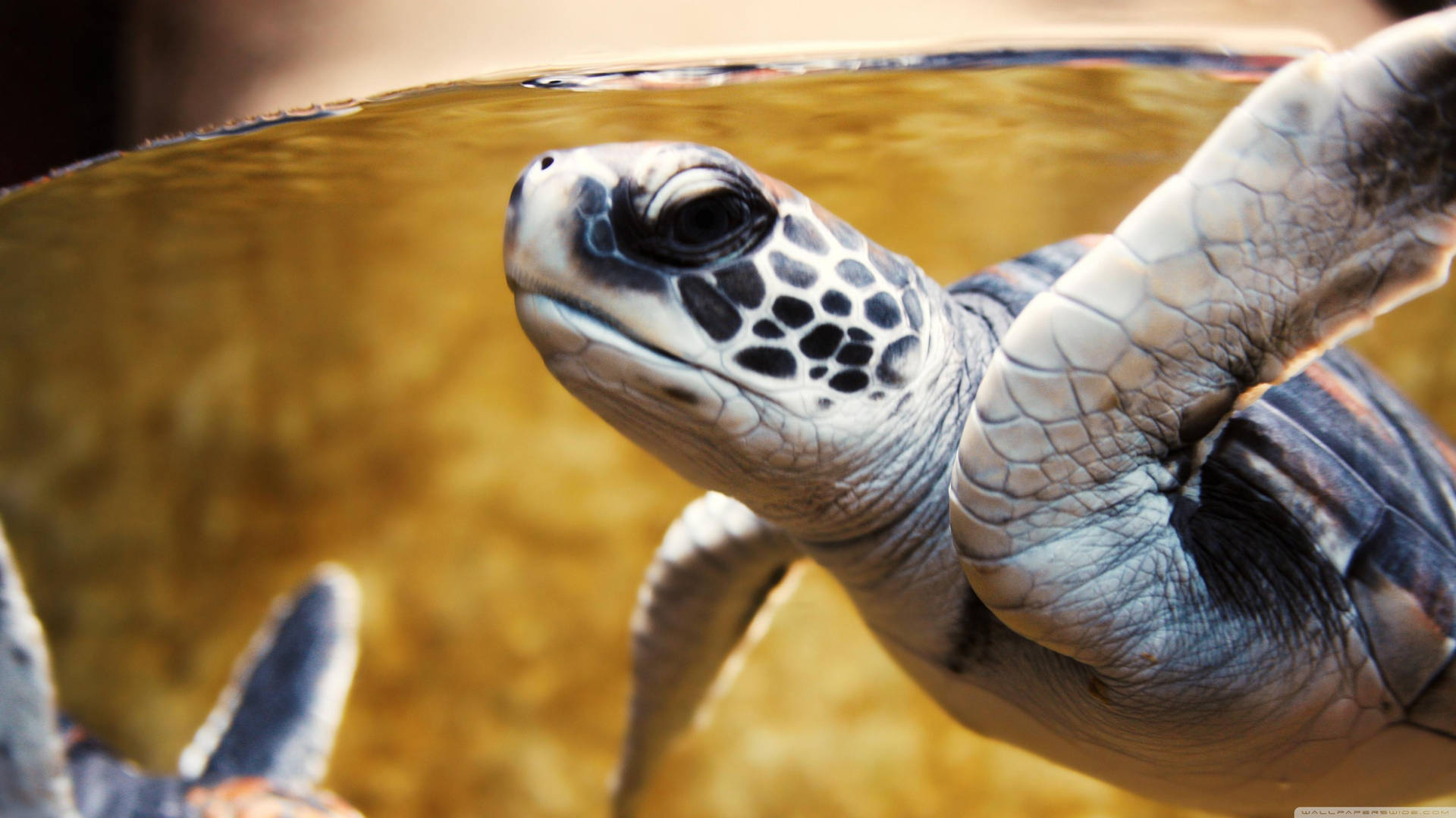 Havssköldpadda Wallpaper