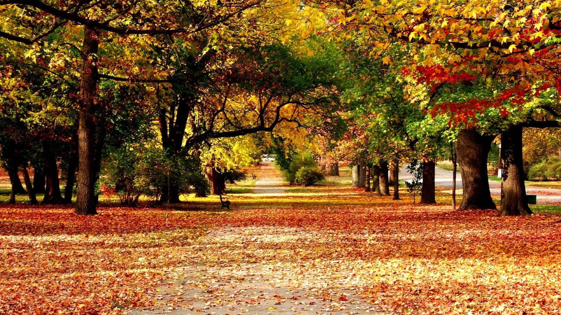 Hd Automne Fond d'écran