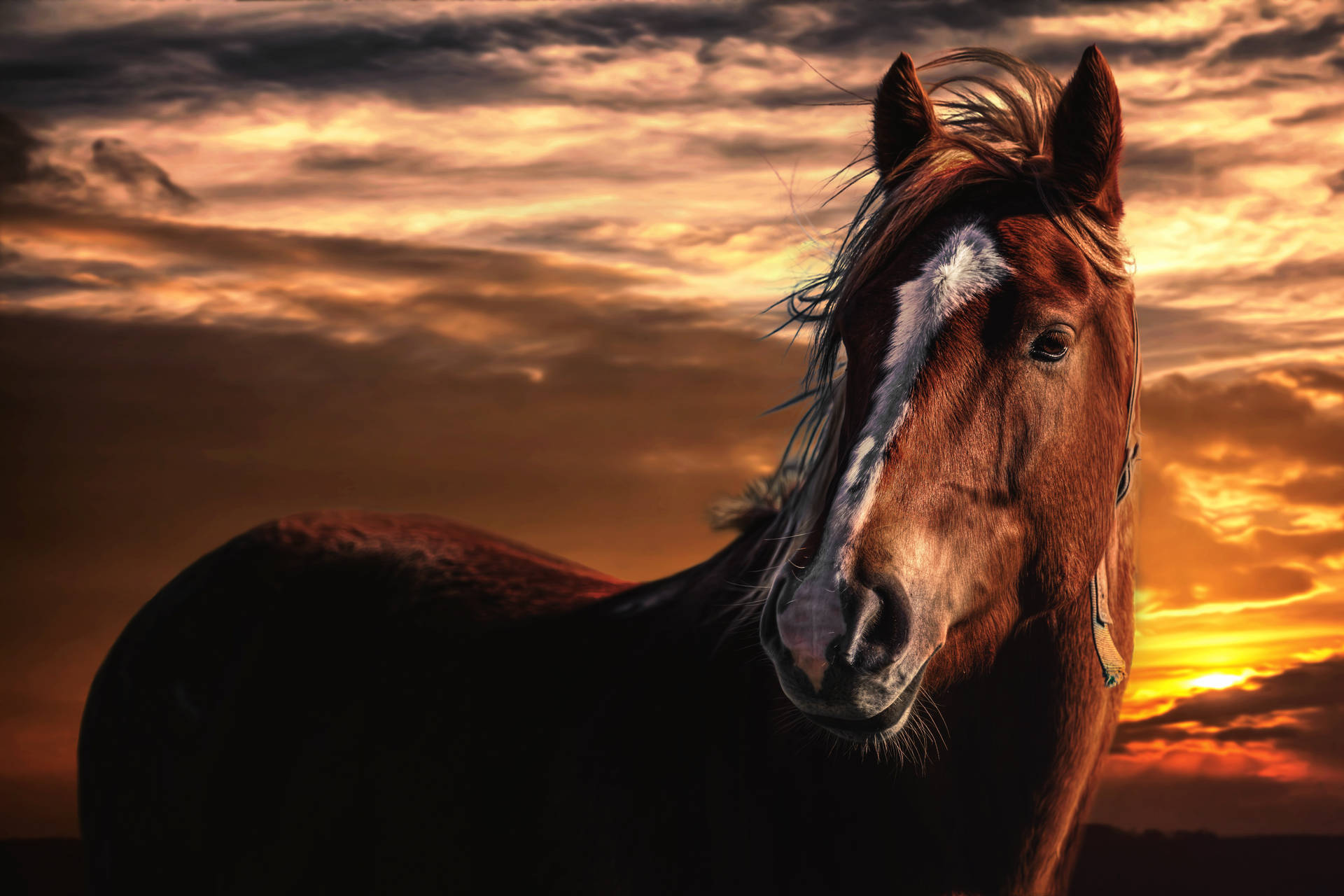 Hd Horse Background Wallpaper