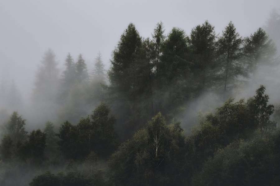 Metsän puita tiheän sumun verhoamana sumuisena päivänä. — HD Metsä Taustakuvat