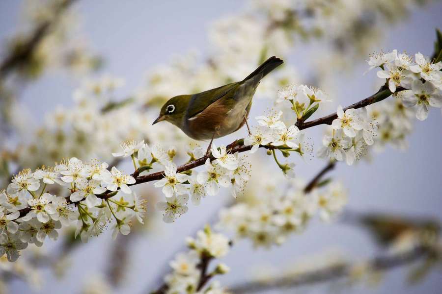 A small green bird perched on a flowering branch in spring. — HD Spring Wallpaper