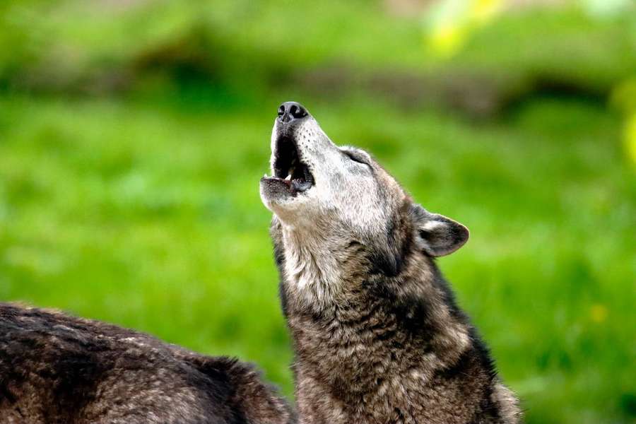 Susi ulvoo pää taaksepäin kallistettuna ruohokentällä. — HD Wolf Taustakuvat
