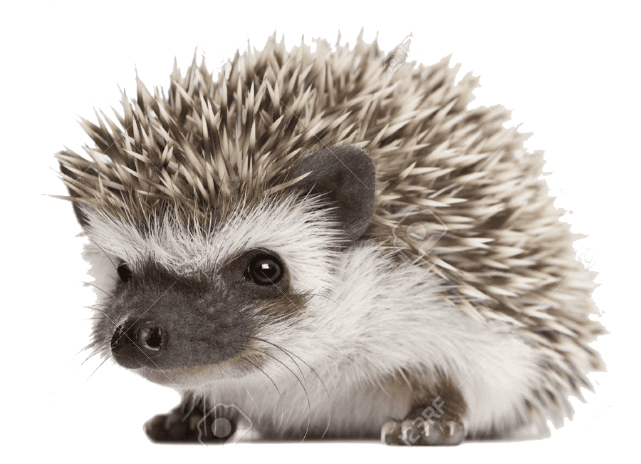 Hedgehog Png