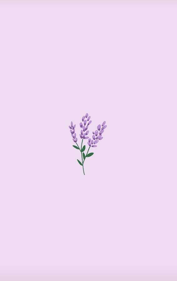 Eine kleine Lavendelblüten-Illustration auf einem hellvioletten Hintergrund. — Hellviolett Wallpaper