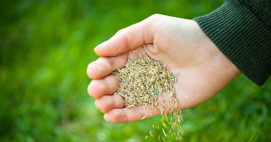 Herbe Bleue Fond d'écran