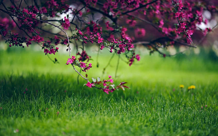 Herbe De Printemps Fond d'écran