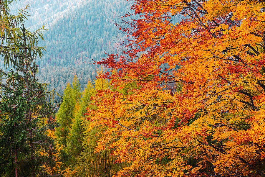 Herbst Desktop Hintergrund
