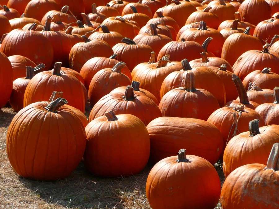 Reihen von orangefarbenen Kürbissen auf einem sonnigen Herbstfeld. — Herbst kürbis Wallpaper