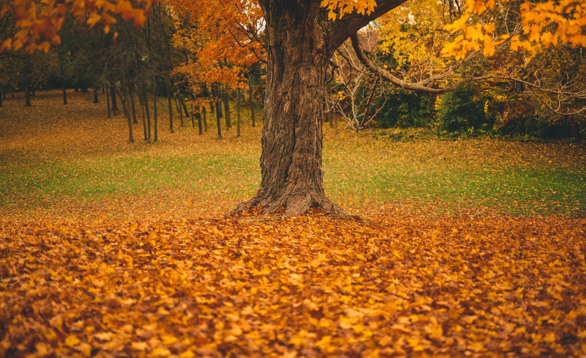 Herfst Bomen Achtergrond