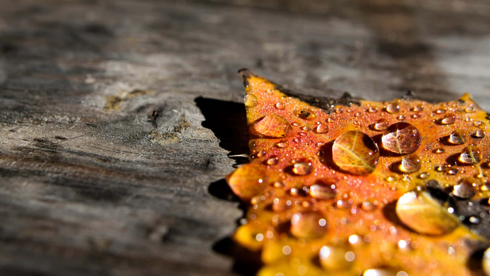 Herfst Dauw Achtergrond