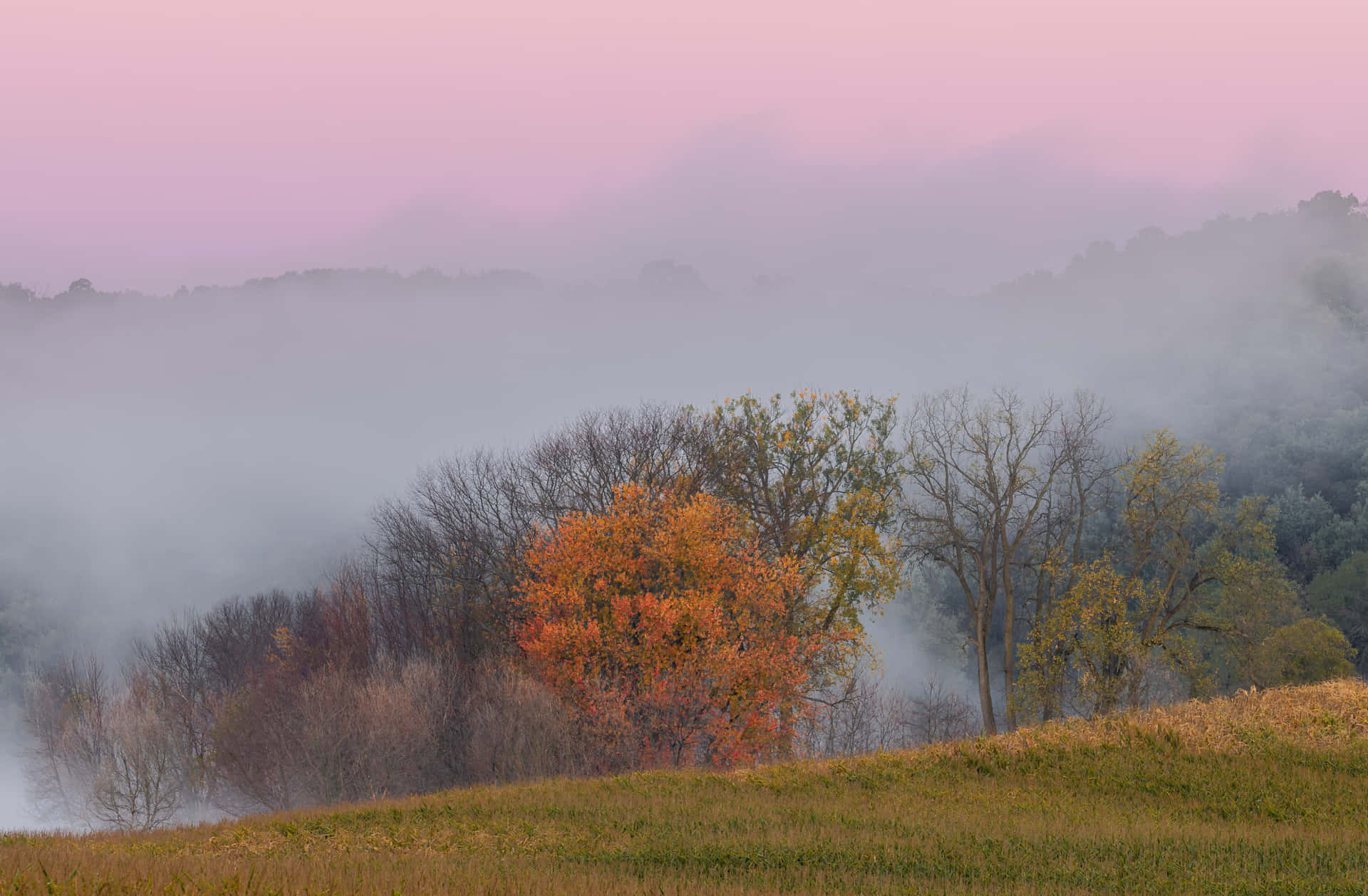 Herfst Mist Achtergrond