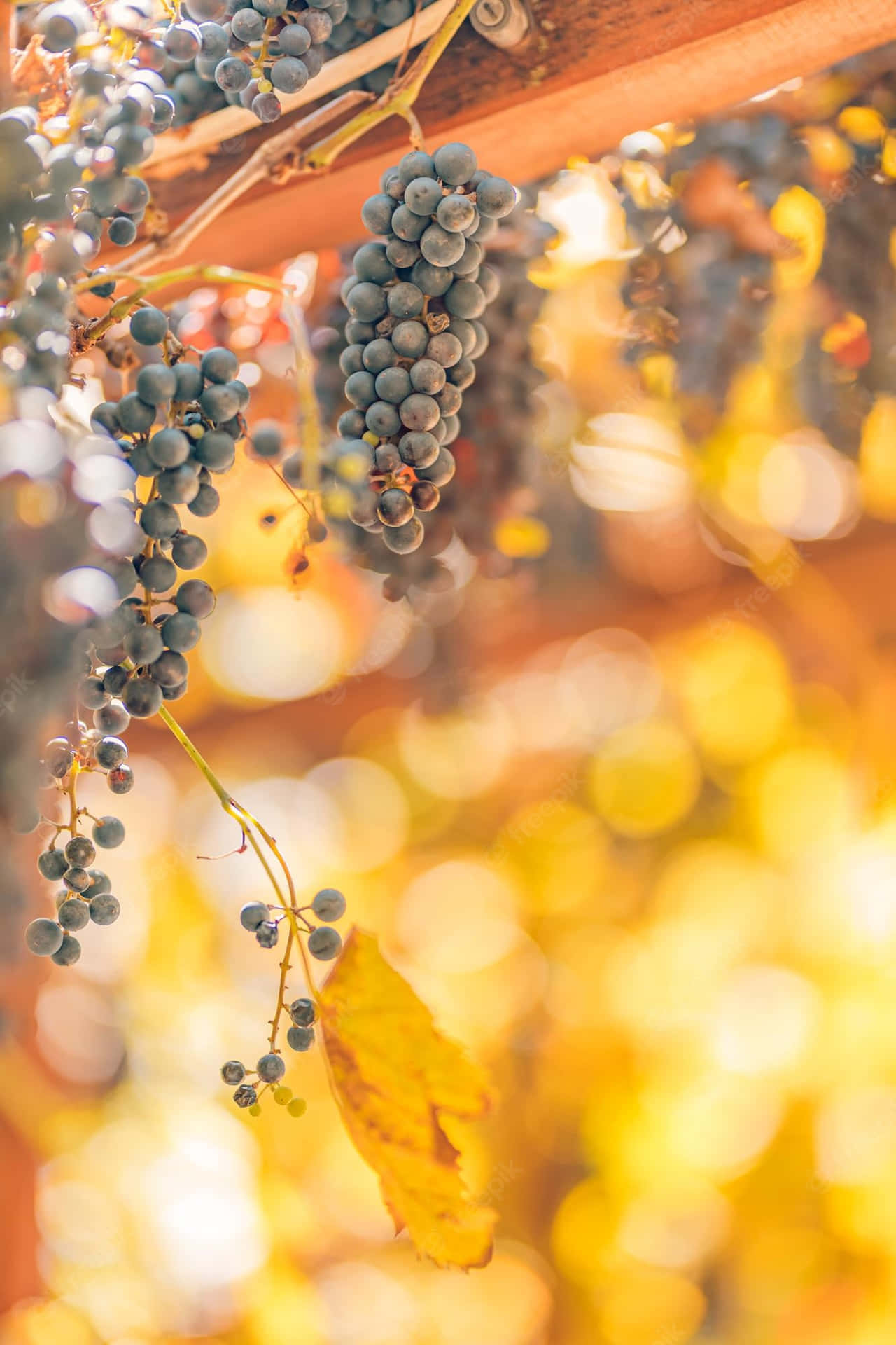 Herfst Oogst Achtergrond