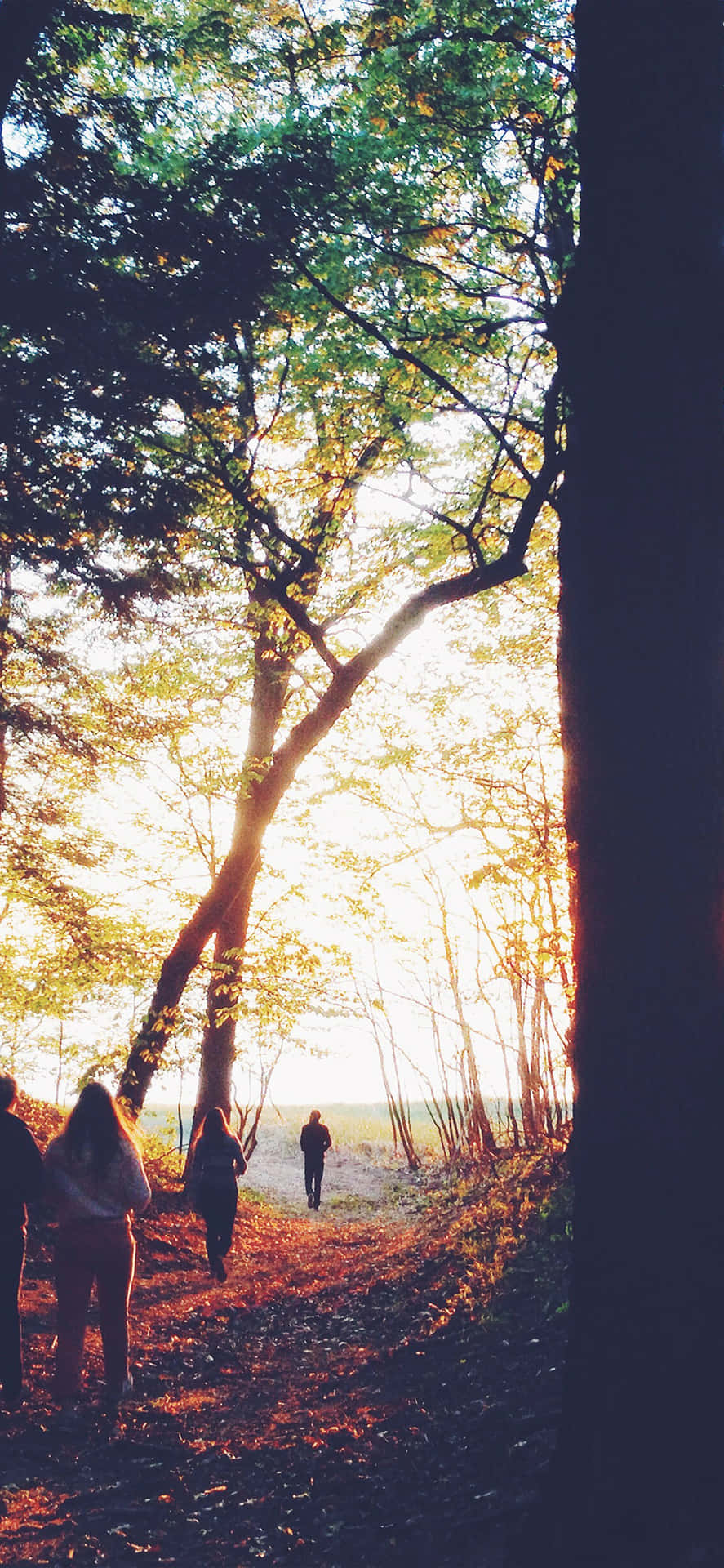 Herfst Wandelen Achtergrond