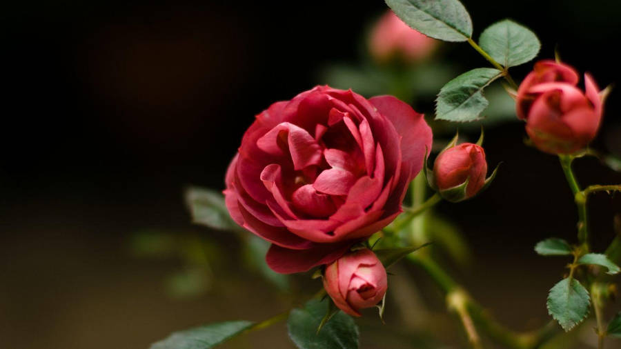 Hermosa Rosa En HD Fondo de pantalla