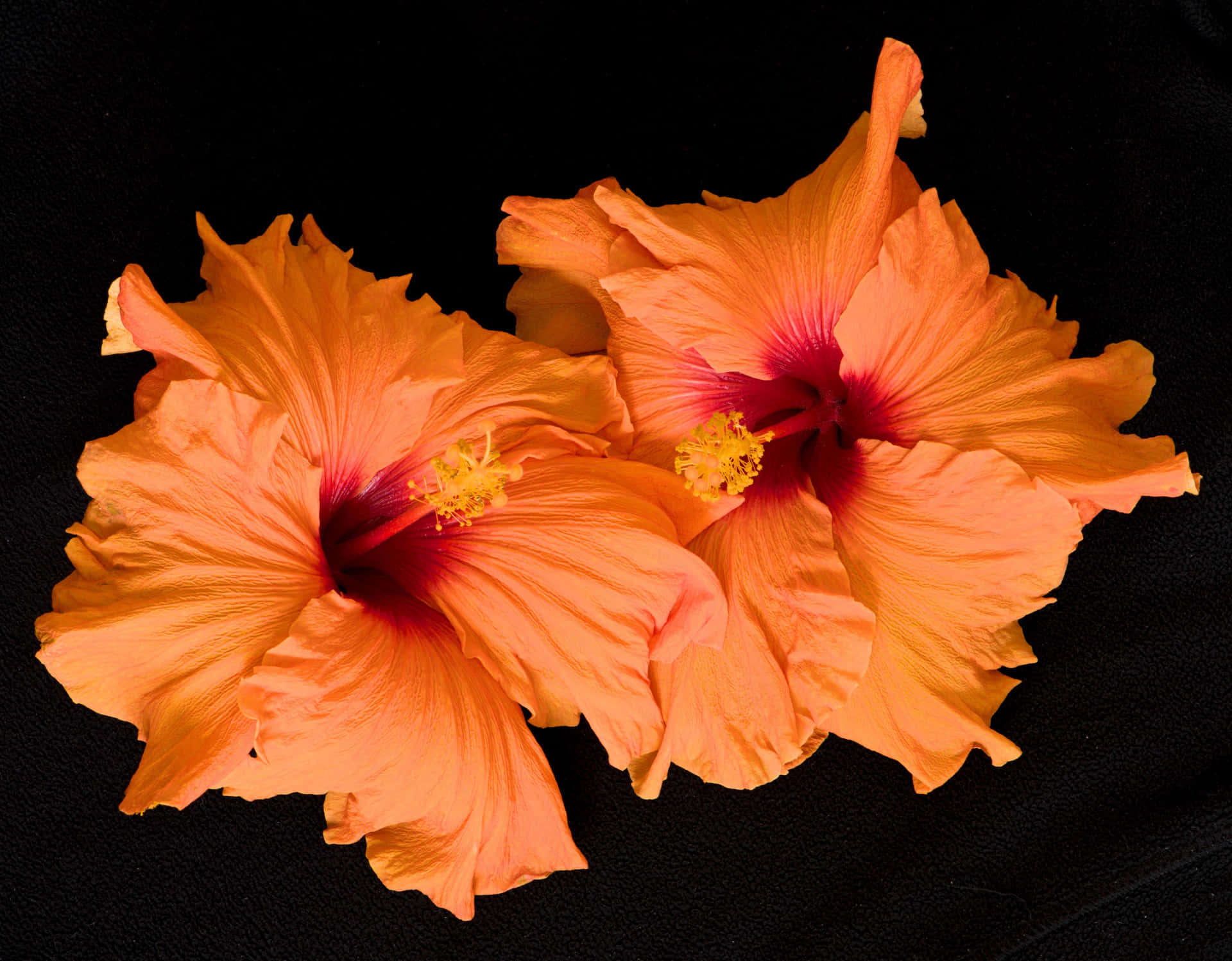 Hawaiian Flower Background by rengurenge on deviantART  Hawaiian flowers Flower  wallpaper Hawaii flowers