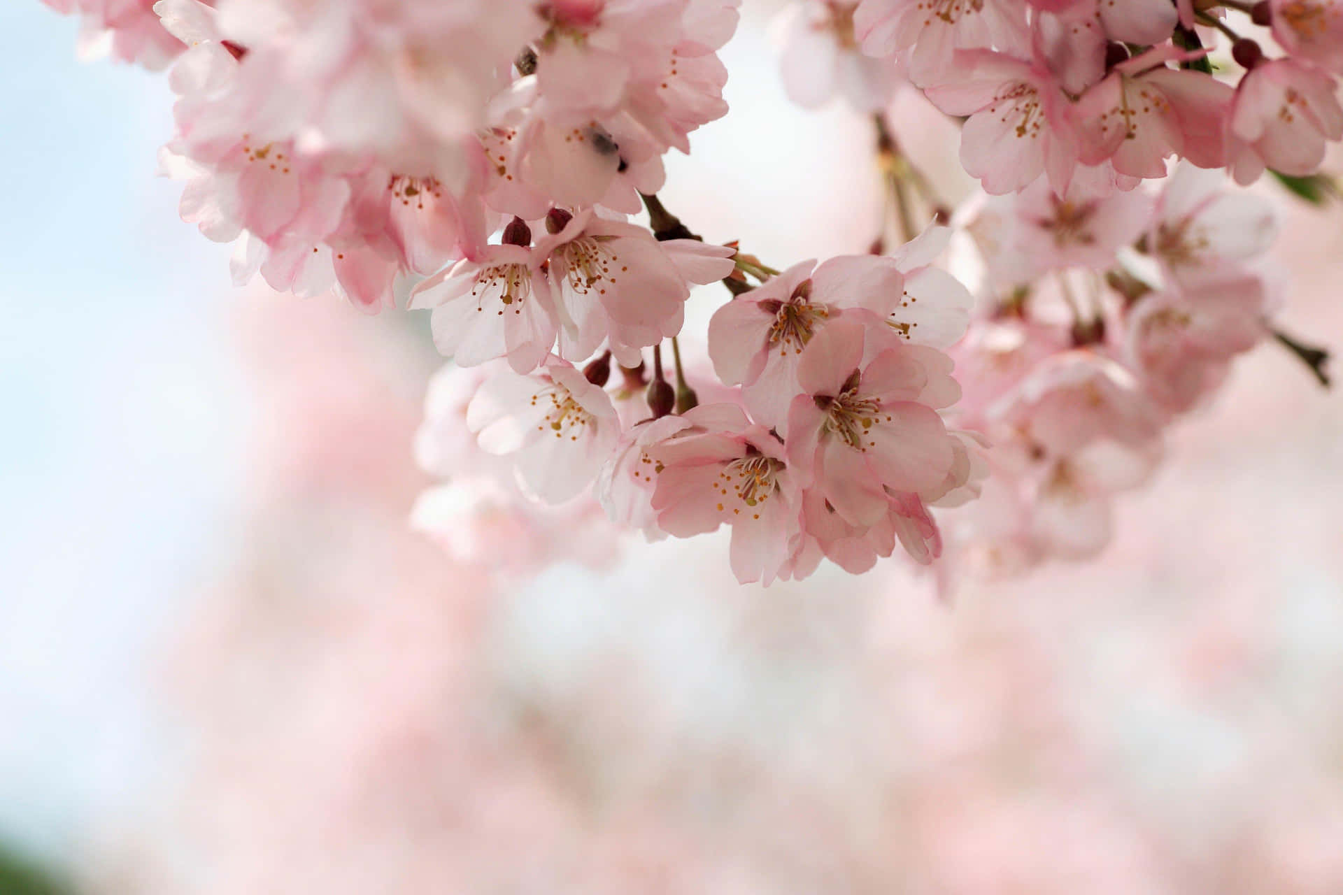 High Resolution Cherry Blossom Wallpaper