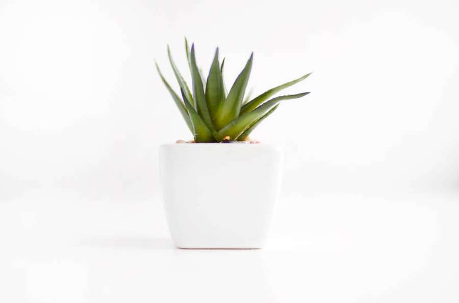 A small green succulent in a white square pot on a white surface. — High Resolution Desktop Background