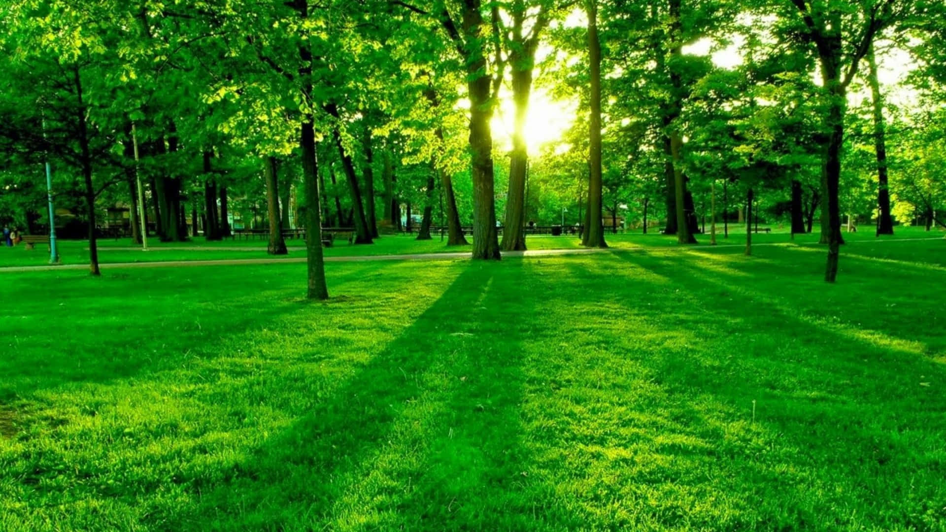green nature backgrounds