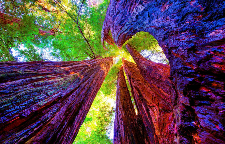 Hintergrund Des Sequoia Nationalparks