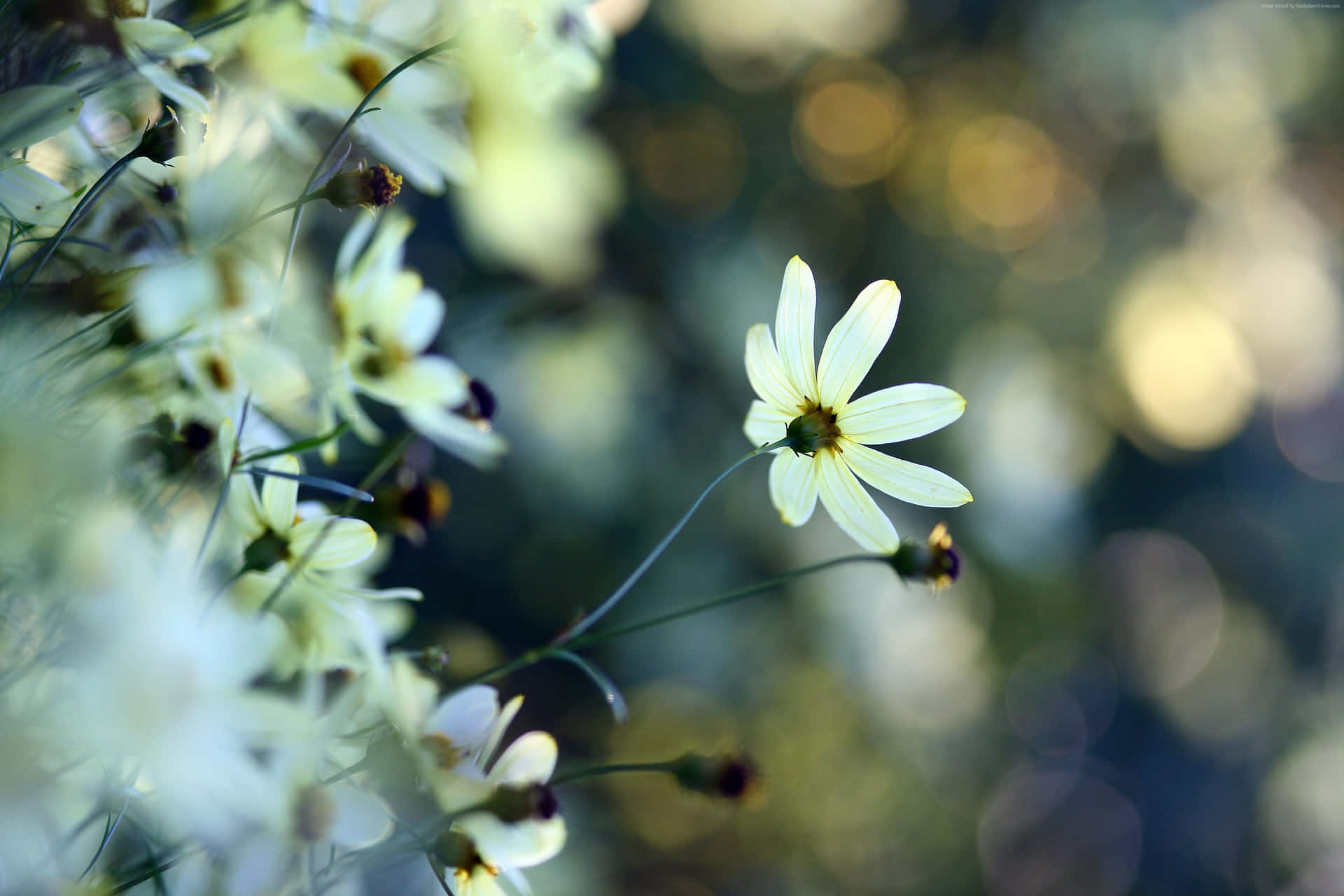 Hintergrund Mit Weißen Blumen