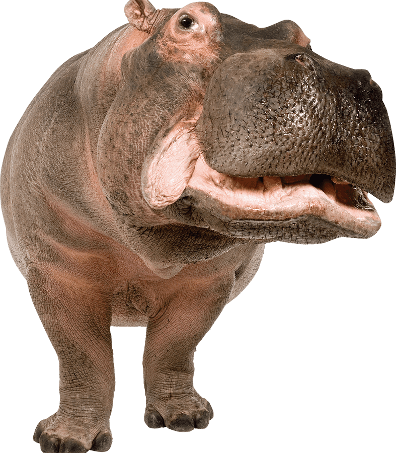Hippo Png