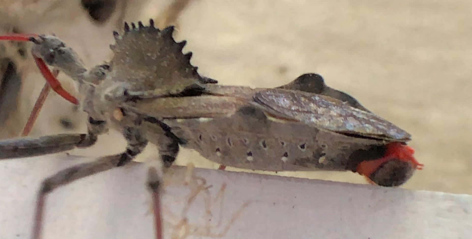 Et detaljeret nærbillede af en brun snigmorderbug med røde ben og antenner. — Hjul Bug Wallpapers