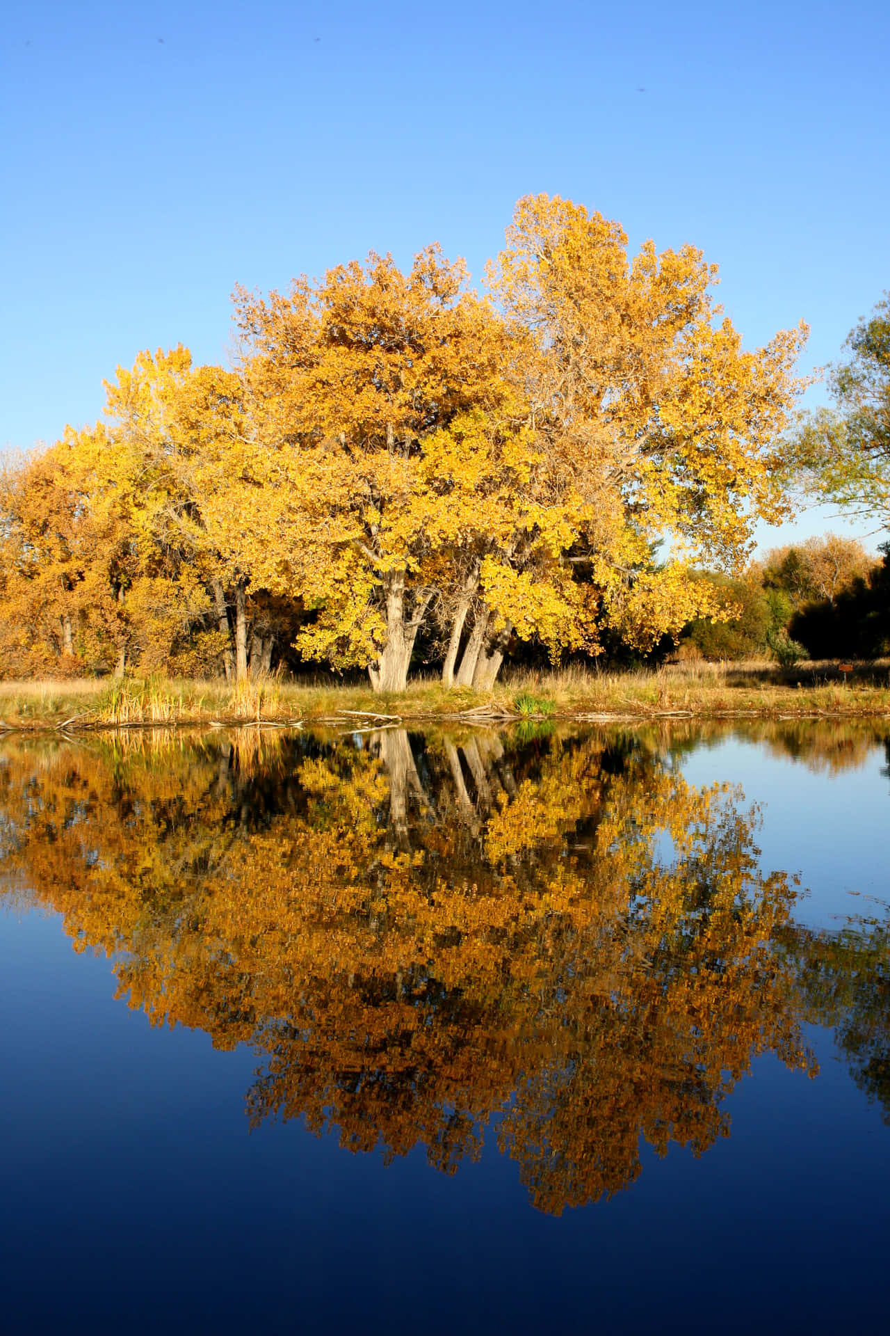 Hoge Resolutie Herfst Achtergrond