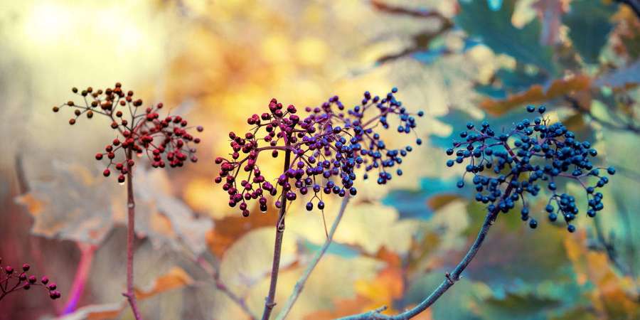 Büschel bunter Beeren an Stielen mit Herbstlaub im weichen Fokus-Hintergrund. — Holunderbeere Wallpaper