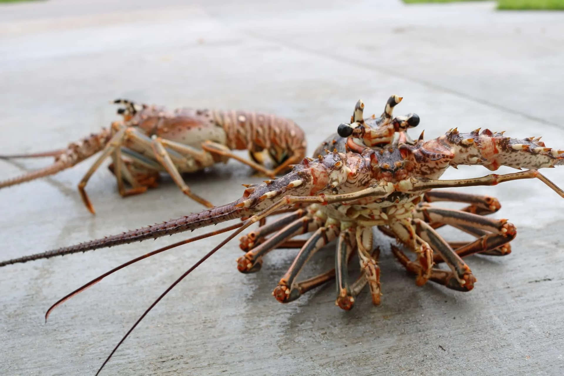 Homard Épineux Fond d'écran