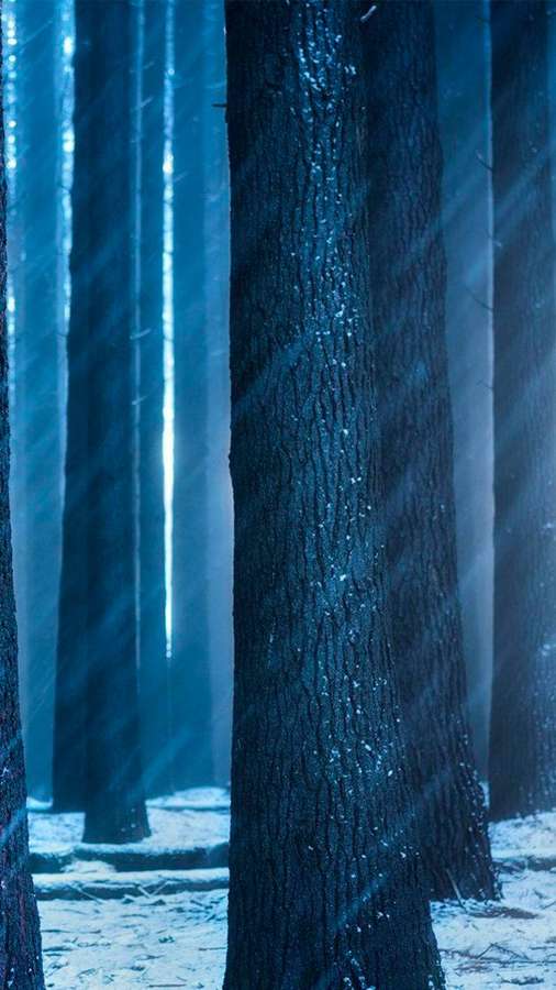 Sunlight filters through tall trees in a snowy forest creating a serene blue glow. — Honor Background
