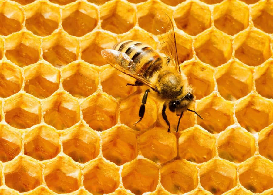 Honungsbi-bilder