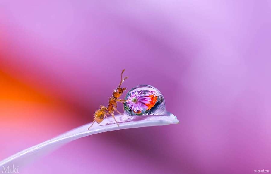 Hormiga examinando una gota de rocío que refleja una flor colorida en un pétalo. — Hormiga Fondos de pantalla